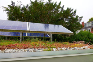 Construction Green Roof