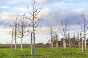 Earth Day Plant Trees