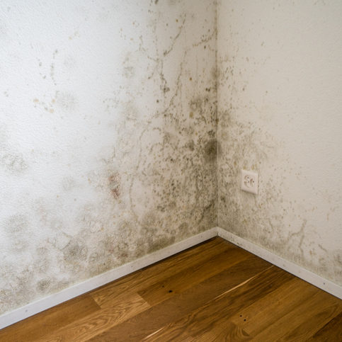Mould damp and condensation