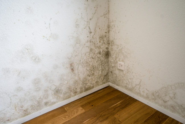 Mould damp and condensation