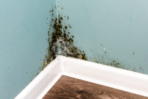 Damp walls